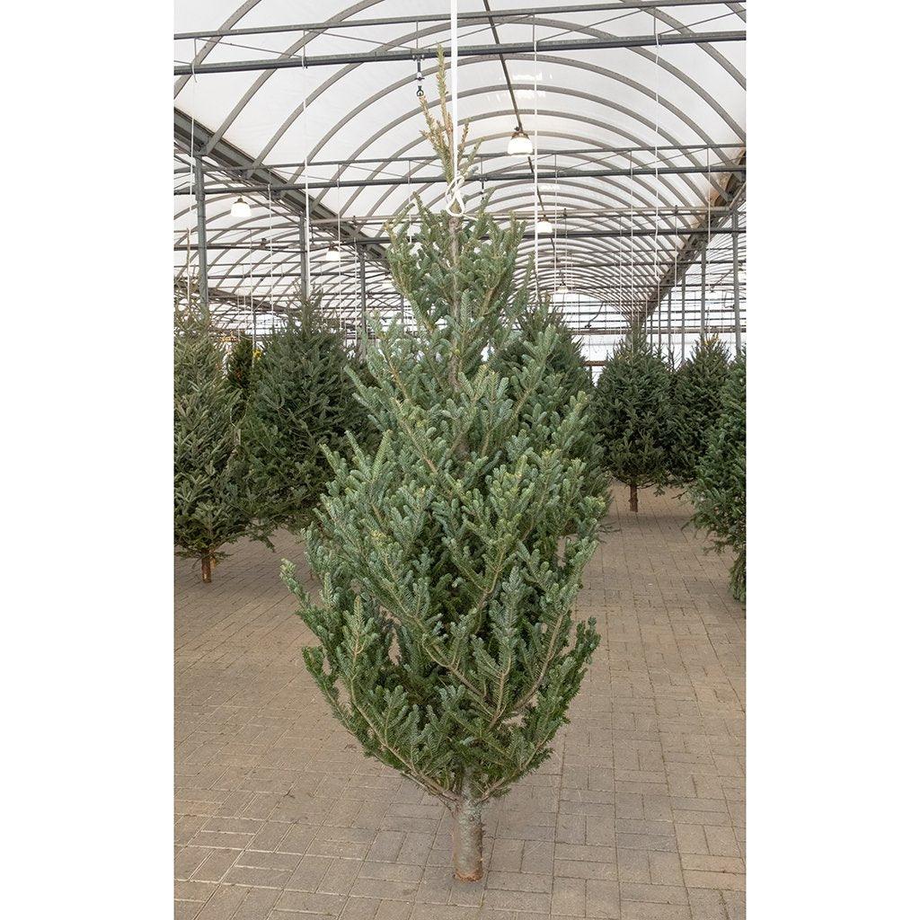 Fraser Fir Snowy Tip Fresh Cut Christmas Tree