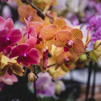 Mississauga Garden Centre Education Series: All About Orchids