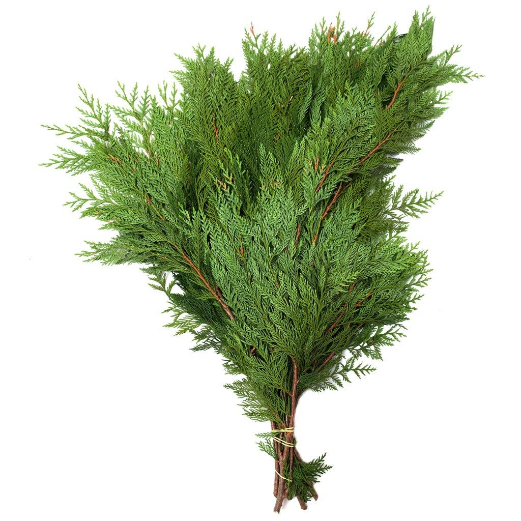 Elevate your outdoor holiday décor with the timeless elegance of BC Bough Cedar. This 3lb bundle of fresh cedar boughs, carefully sourced from the pristine forests, offers a touch of natural beauty and a delightful fragrance to your outdoor decorating. It&#39;s the perfect way to create a warm and inviting atmosphere during the holiday season.