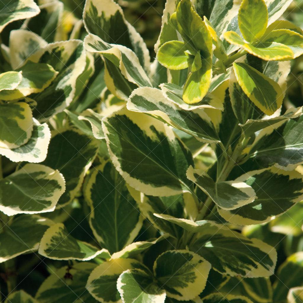 Looking for an easy-to-care-for shrub that requires minimal pruning? The Canadale Gold Euonymus thrives in full sun while being drought tolerant with its versatile, golden-yellow foliage. Adding a touch of elegance to any garden, this shrub is a great choice for both residential and commercial landscaping projects. This perennial thrives in zones 5-9, while spreading to 125cm by 125cm. 