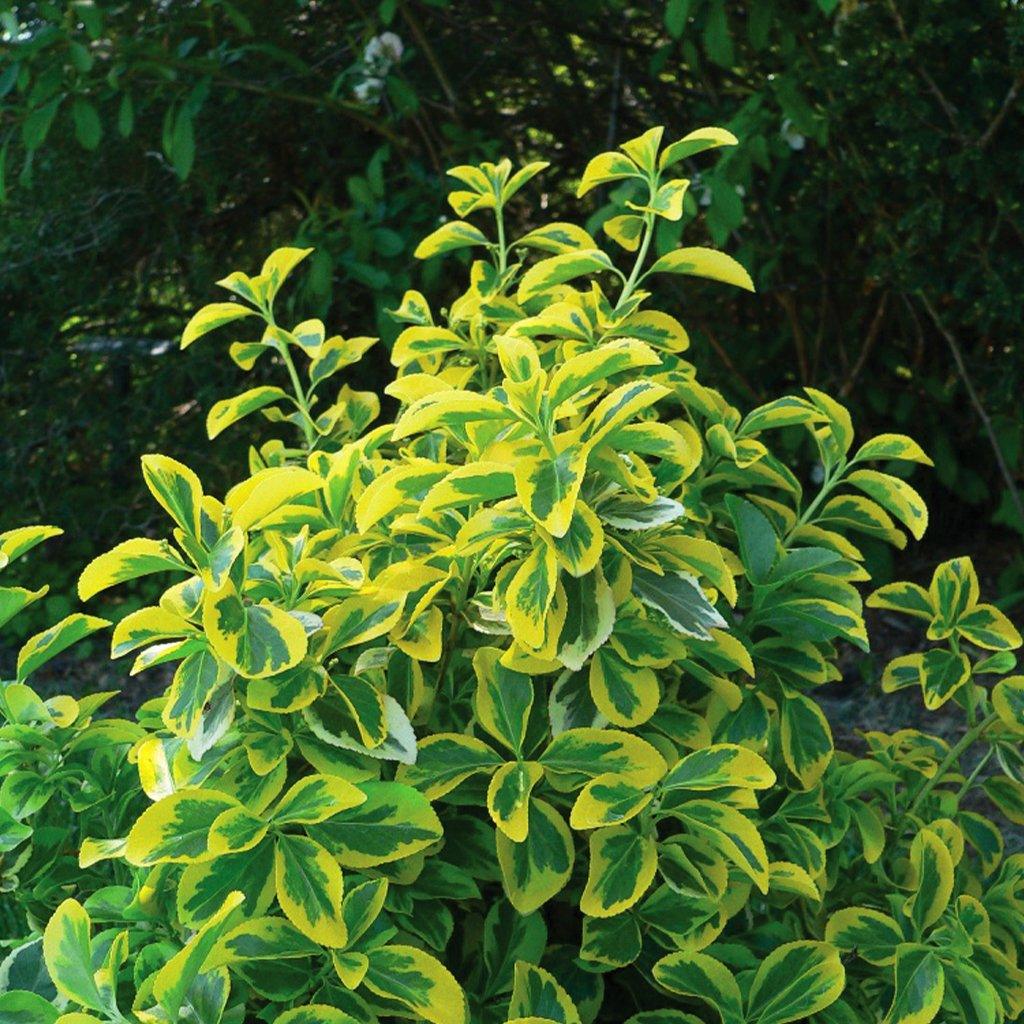 Looking for an easy-to-care-for shrub that requires minimal pruning? The Canadale Gold Euonymus thrives in full sun while being drought tolerant with its versatile, golden-yellow foliage. Adding a touch of elegance to any garden, this shrub is a great choice for both residential and commercial landscaping projects. This perennial thrives in zones 5-9, while spreading to 125cm by 125cm. 