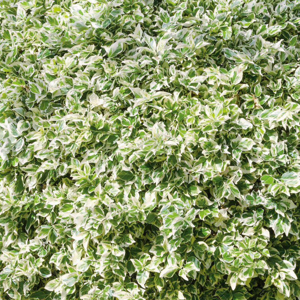Its vibrant green leaves, accented with striking white edges, create a beautiful year-round display, enhanced by a delightful pink tinge from November to April. Suitable for zones 5 to 8, this shrub spreads generously, reaching widths of 120-150cm, making it an ideal choice for hedging, mass planting, and as a stunning specimen plant. With its drought tolerance, Euonymus Emerald Gaiety thrives in various conditions, ensuring a low-maintenance and captivating addition to your garden. 