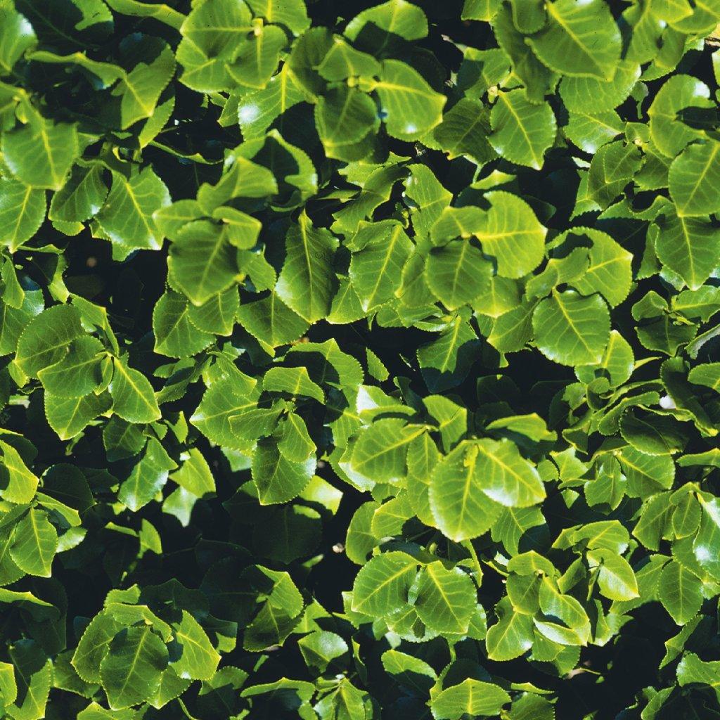 A popular choice for landscape applications, the ‘Sarcoxie’ is perfect for outdoor, low maintenance gardens either in full sun or shade. Producing ornamental fruit from mid to late fall, this broadleaf evergreen thrives in well drained soil and can be trained to climb. Suitable for zones 5-9 and spreads 150cm to 150 cm. 