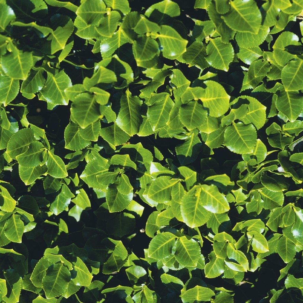 Sarcoxie Euonymus 3 Container Sheridan Nurseries Online