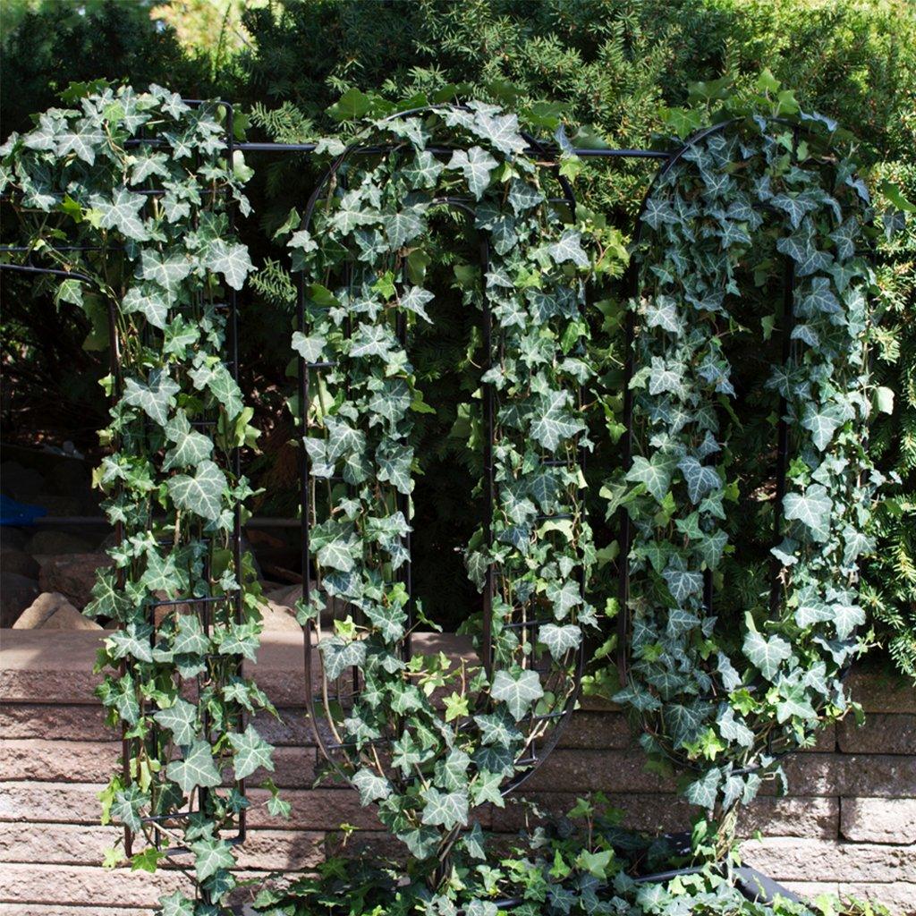 Baltic English Ivy # 1 Container