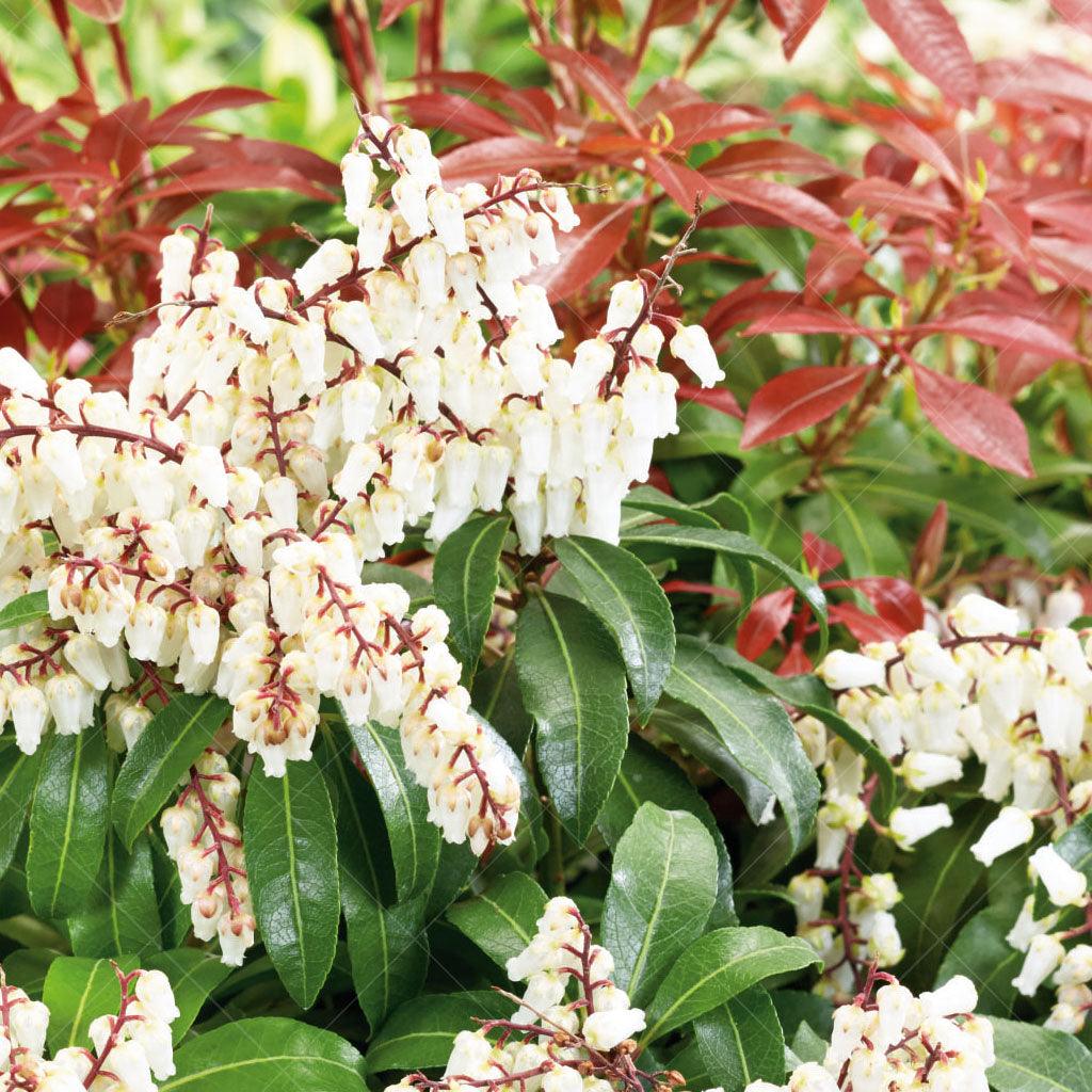 This Broadleaf Evergreen produces beautiful bell-shaped white flowers, with striking green and red foliage. This shrub thrives in partial shade and acidic soil, making it a great choice for gardens in cooler climates. Suitable for zone 6, spreads 1.2m by 1.2m. 