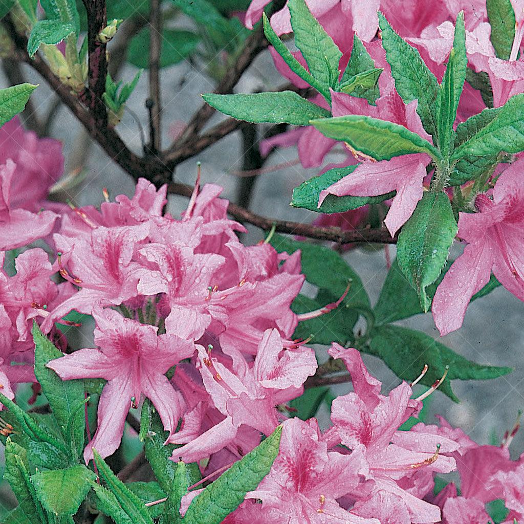 Brightening any garden with its large, deep pink mid-spring blooms and contrasting dark green foliage, the Western Lights Azalea is a beautiful addition to any sized garden. Whether you’re a seasoned or beginning gardener this plant is easy to care for as it thrives in partial shade and acidic soil. Suitable for zones 4-9, this perennial spreads to 150cm by 100cm. 