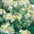 Create a breathtaking display with the Northern Hi-Lights Azalea from the Northern Lights Series. This shrub produces stunning white and yellow blooms in mid-spring and thrives in partial shade and acidic soil. Suitable for zones 4-9 and grows to a spread of 150cm to 100cm. 