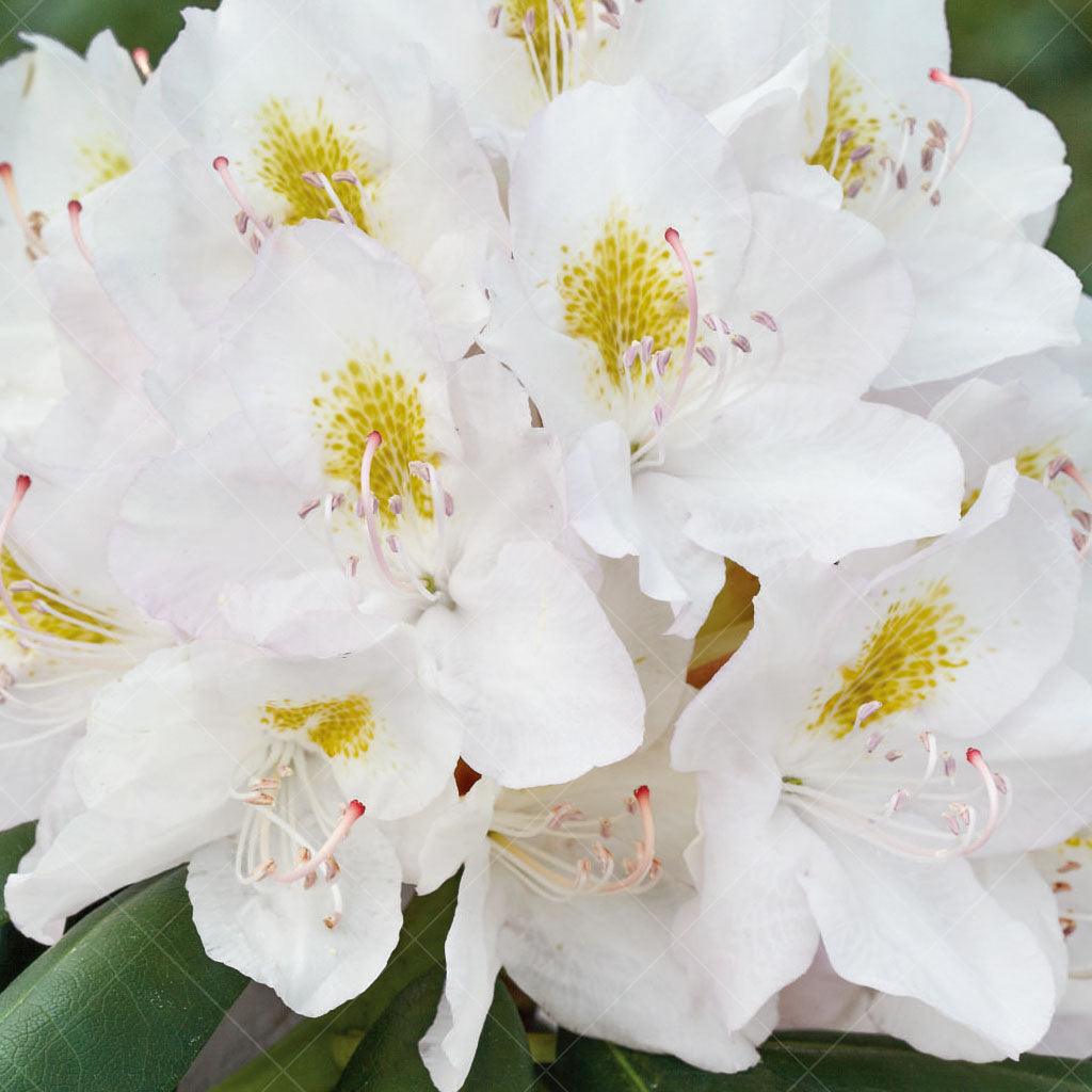 This evergreen shrub adds a touch of elegance with it’s stunning white flowers, yellow and pink details. It is easy to care for and thrives in partial shade and acidic, well-draining soil. Suitable for zones 5-9, growing 125cm by 125cm. With dark green foliage, the Catawba Album Rhododendron creates a show-stopping display in any garden. 