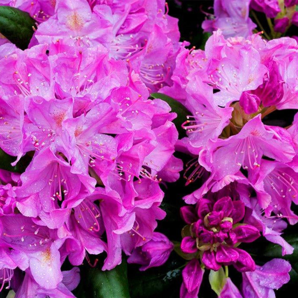 English Roseum Rhododendron # 5 Container (60 cm)