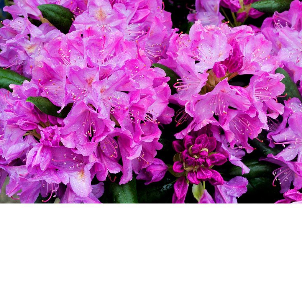 English Roseum Rhododendron # 5 Container (60 cm)