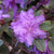 Purple Gem Rhododendron # 3 Container