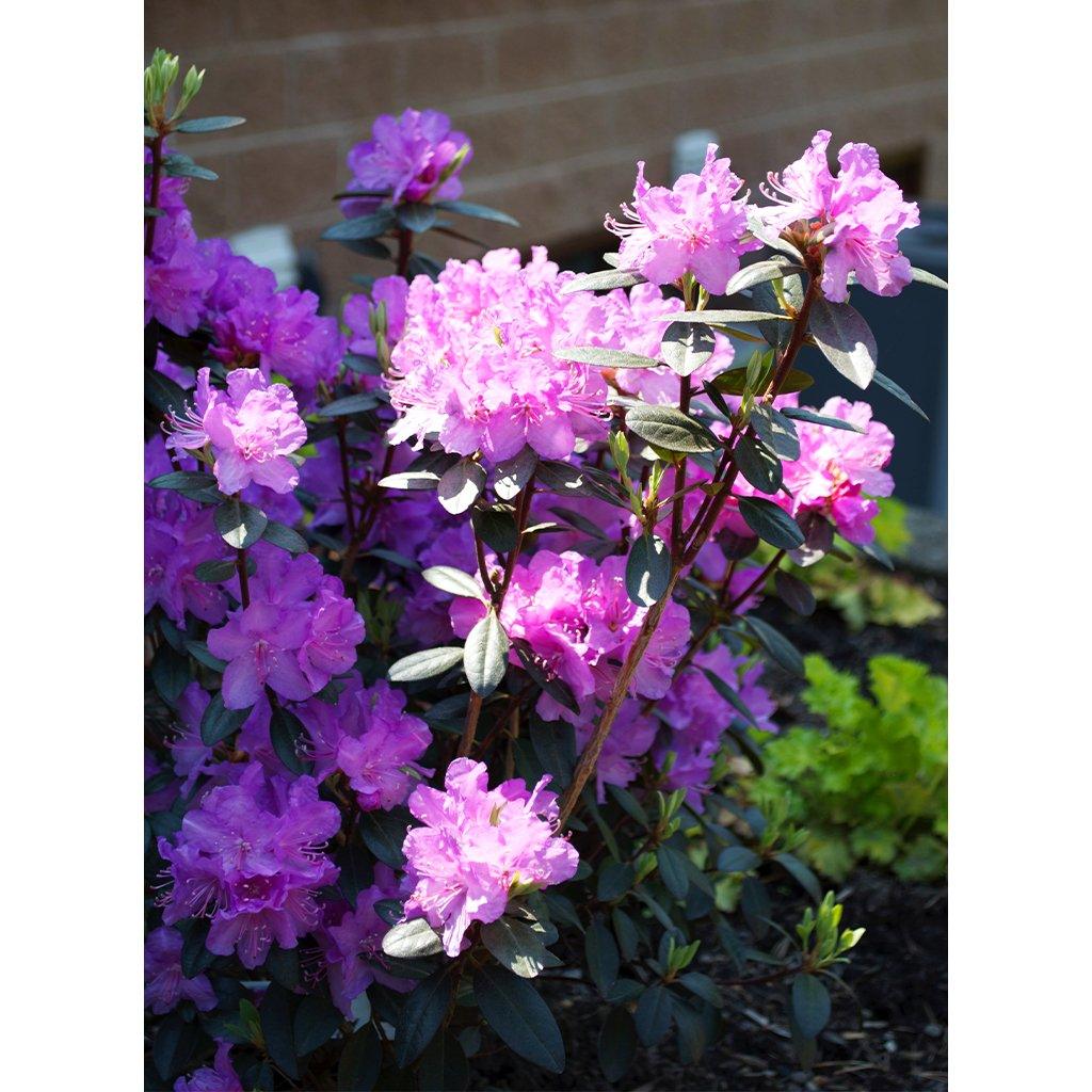 PJM Rhododendron # 5 Container (60 cm)