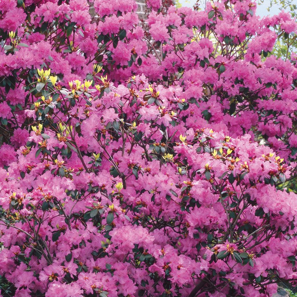 Rhododendron Apple Brandy – Kilmarnock Nurseries