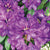 Adding a pop of royal colour into any garden with it’s beautiful contrasting dark green foliage, the Purple Passion Rhododendron blooms mid-spring and thrives in partial shade. Ideal for cooler climates, this plant prefers acidic soil and is extremely easy to care for. Suitable for zones 5-9, the perennials spread is 200cm by 125cm
