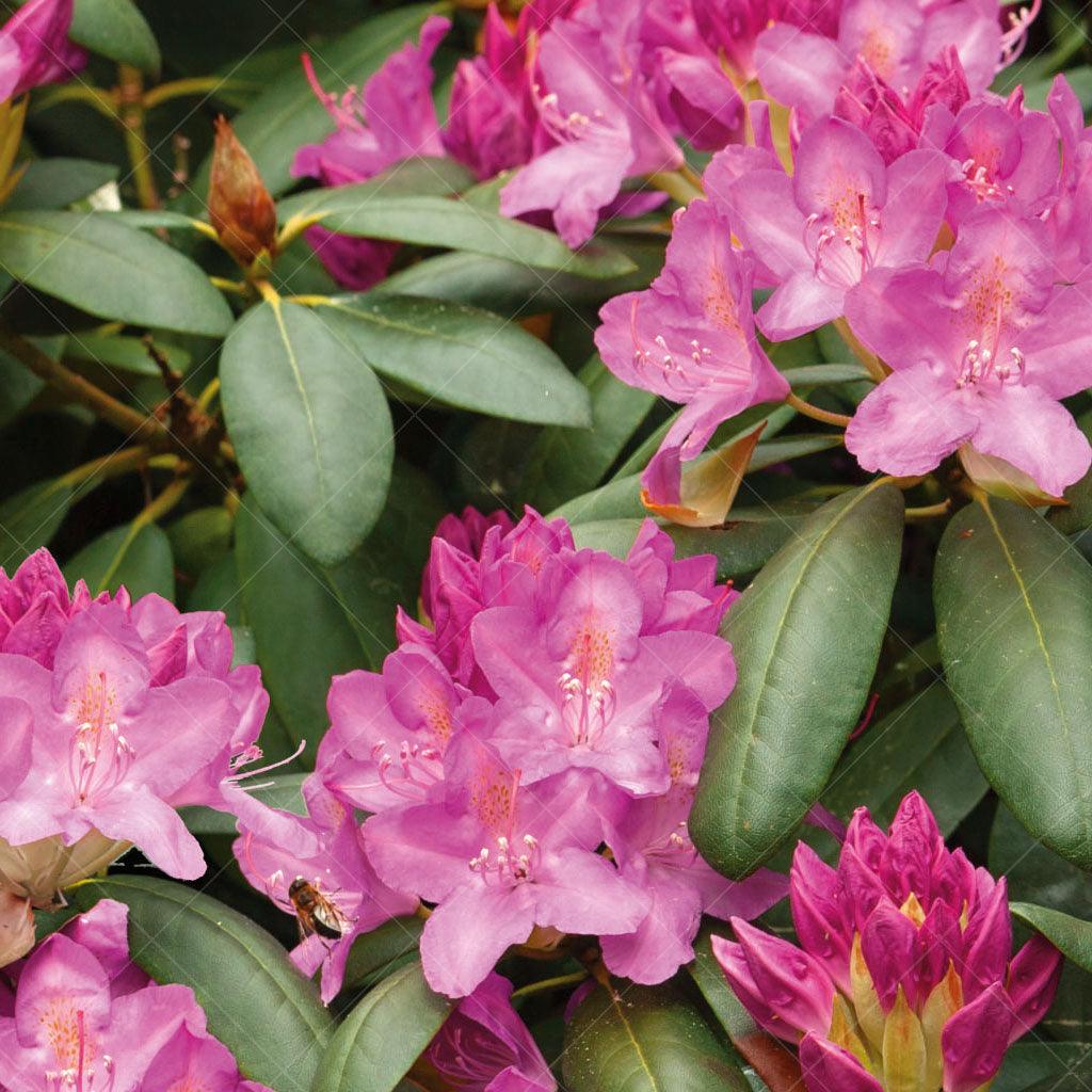 Adding a burst of colour and beauty to any landscape, the Roseum Elegans Rhododendron blooms in late spring to early summer with its beautiful pinkish-purple flower clusters. This long-lived shrub creates stunning blooms year after year in the full sun and shade. Suitable for zones 5-9, growing 150cm by 125cm. 