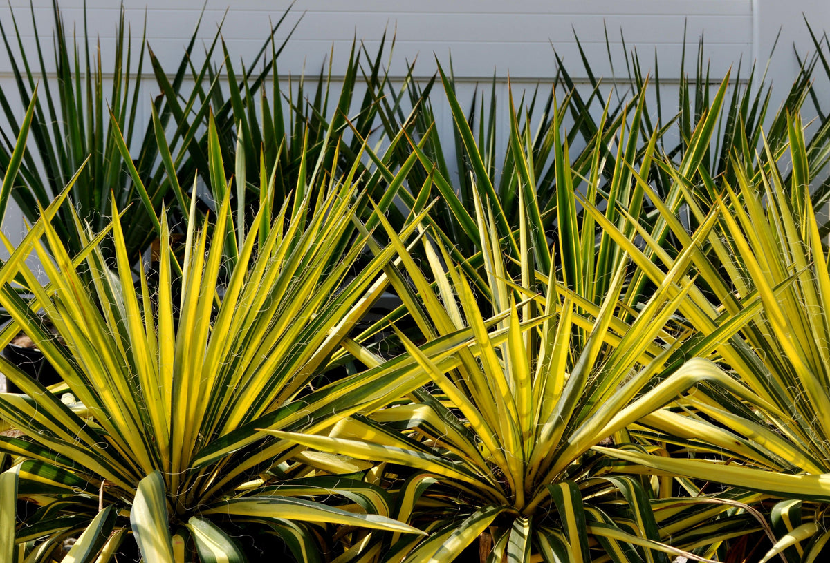 This impressive yucca variety, also known as Yucca filamentosa &#39;Golden Sword,&#39; features long, sword-shaped leaves with a vibrant golden-yellow color, creating a bold contrast against its surroundings. The sturdy, architectural form of the Golden Sword Yucca makes it a standout focal point in garden beds, borders, or even containers. As a hardy evergreen perennial, it maintains its stunning appearance throughout the year, adding a splash of color even in the colder months.