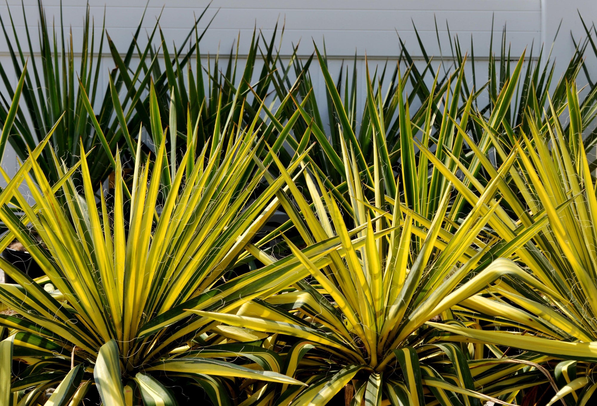This impressive yucca variety, also known as Yucca filamentosa 'Golden Sword,' features long, sword-shaped leaves with a vibrant golden-yellow color, creating a bold contrast against its surroundings. The sturdy, architectural form of the Golden Sword Yucca makes it a standout focal point in garden beds, borders, or even containers. As a hardy evergreen perennial, it maintains its stunning appearance throughout the year, adding a splash of color even in the colder months.