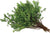 Boxwood (British Columbia Huckleberry with Green Leaves, Brown Branches)