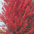 Autumn Blaze® Freeman Maple