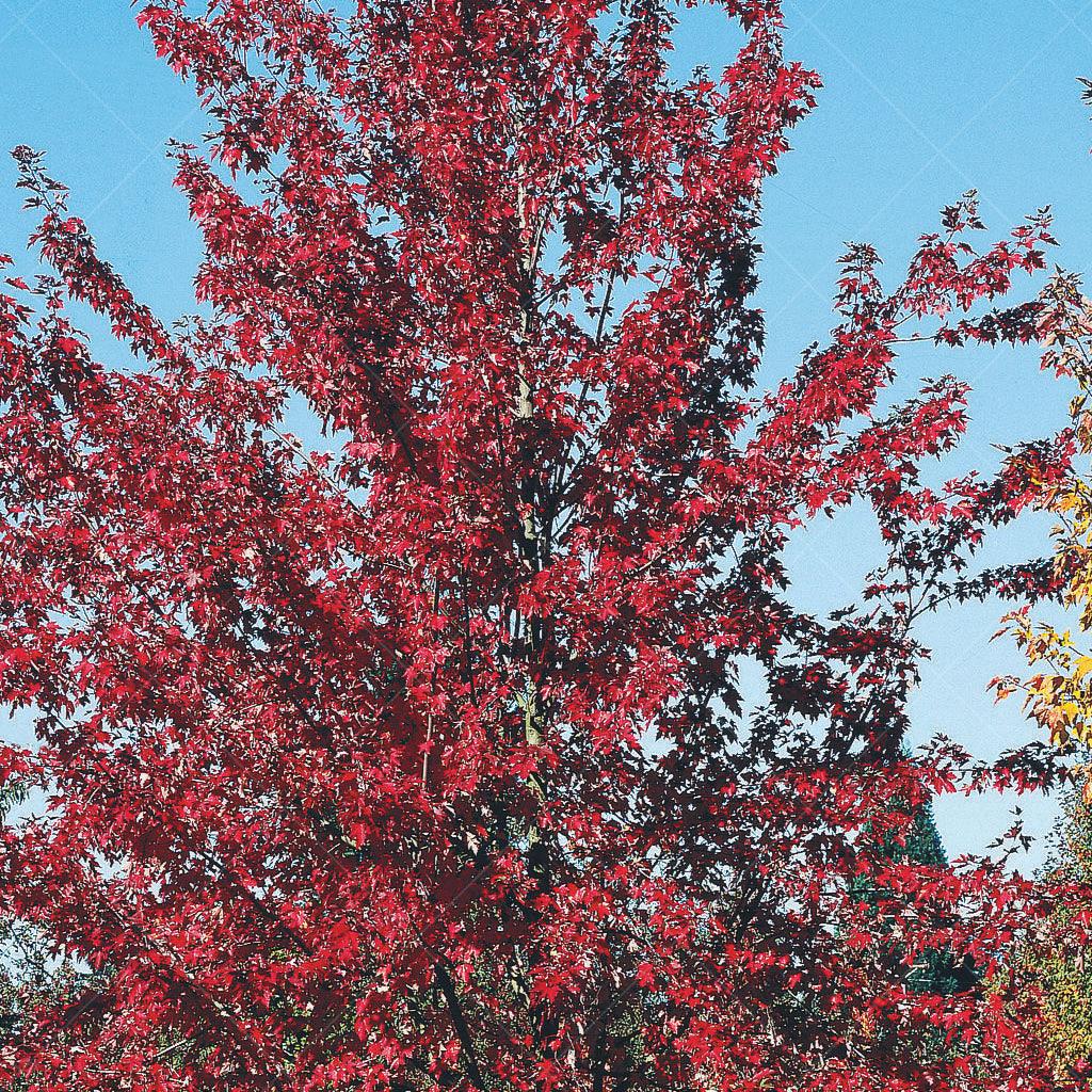 Autumn Fantasy® Freeman Maple