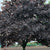 Conquest® Norway Maple