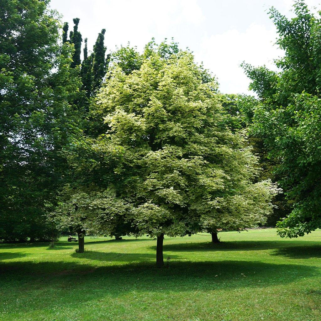 Harlequin Norway Maple  #15 Container