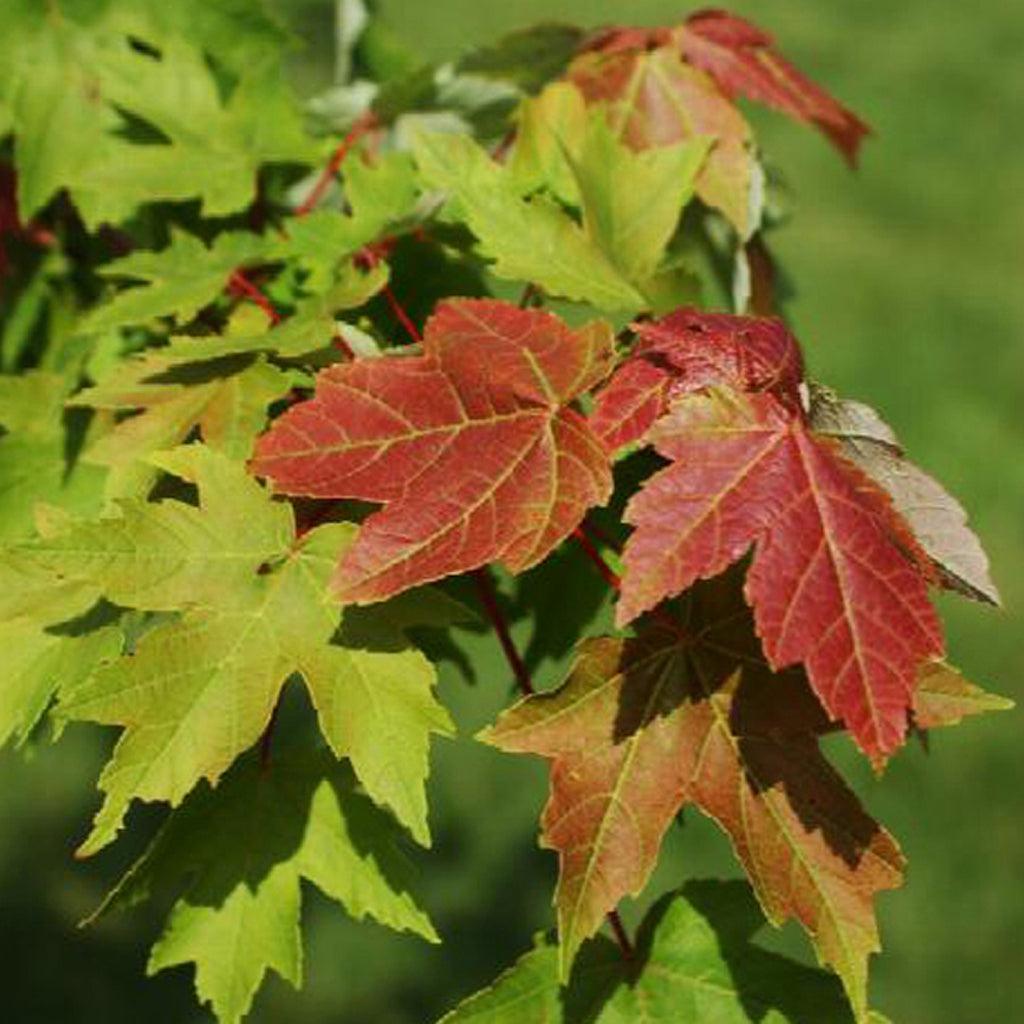 Red Ribbon Maple Redpointe® Red Maple - Sheridan Nurseries