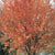 Red Sunset® Red Maple