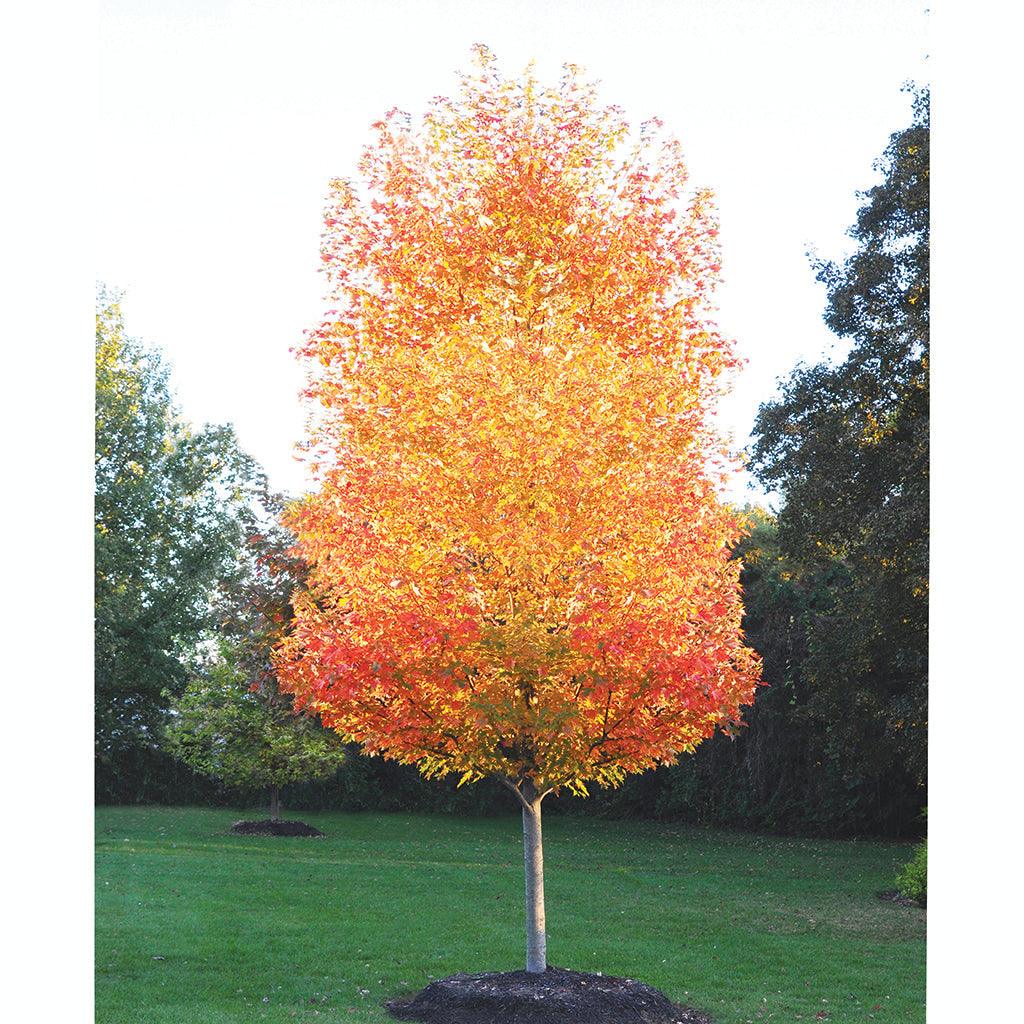 Introducing the regal Sugar Maple (Acer saccharum), hailed as one of nature&#39;s masterpieces for its breathtaking display of fall colors. This native tree, revered for its vibrant foliage, paints the landscape with hues of red, orange, and yellow, creating a mesmerizing spectacle that captivates the senses.