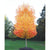 Introducing the regal Sugar Maple (Acer saccharum), hailed as one of nature's masterpieces for its breathtaking display of fall colors. This native tree, revered for its vibrant foliage, paints the landscape with hues of red, orange, and yellow, creating a mesmerizing spectacle that captivates the senses.