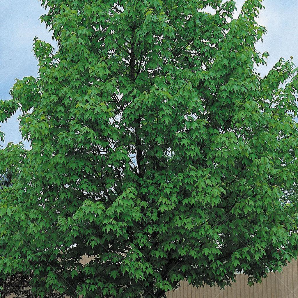 Green Mountain® Sugar Maple