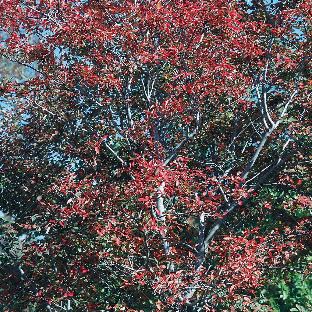 Autumn Brilliance Serviceberry
