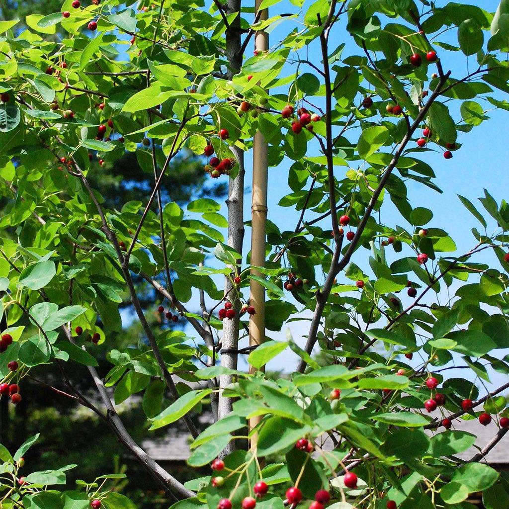 Shadblow Serviceberry # 15 Container