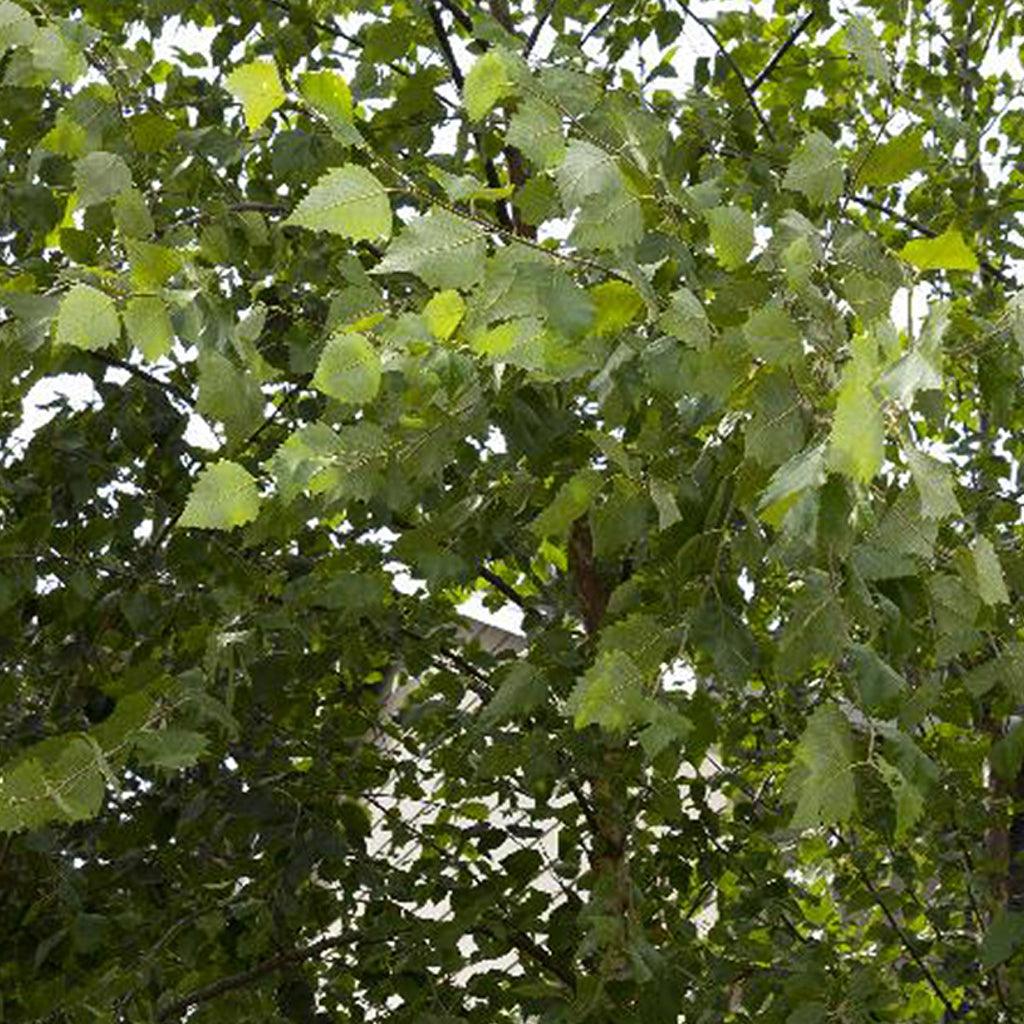 Dura-Heat® River Birch (Clump)