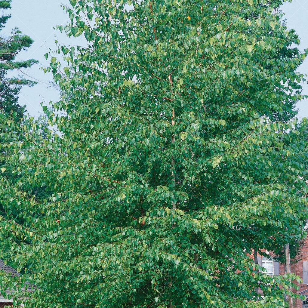 The Paper Birch, also known as White Birch and scientifically labeled as Betula papyrifera, is a stunning native tree prized for its iconic white bark and vibrant yellow fall foliage. Known as one of the fastest growing birches, this species will create a haven of natural elegance for years to come.