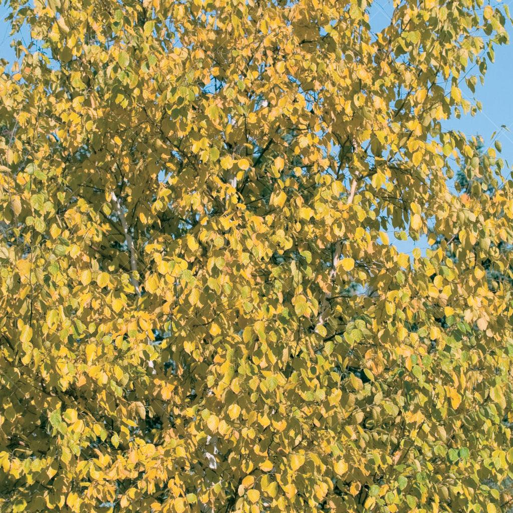 The Paper Birch, also known as White Birch and scientifically labeled as Betula papyrifera, is a stunning native tree prized for its iconic white bark and vibrant yellow fall foliage. Known as one of the fastest growing birches, this species will create a haven of natural elegance for years to come.