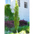 Parkland Pillar® White Birch FE®   #15 FE Cont