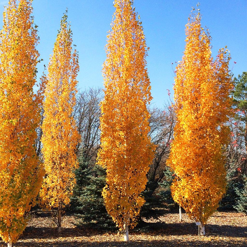 Parkland Pillar® White Birch