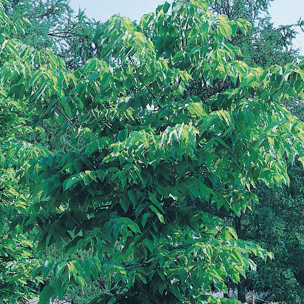 Discover the enduring beauty and ecological significance of the Common Hackberry (Celtis occidentalis), a resilient native tree that adds a touch of natural elegance to any landscape with light green, lustrous foliage, turning golden-yellow in Fall. With its rounded shape and lustrous foliage, this species brings a sense of tranquility and charm to your outdoor space with greenish blooms in September-October and reddish round fruits.