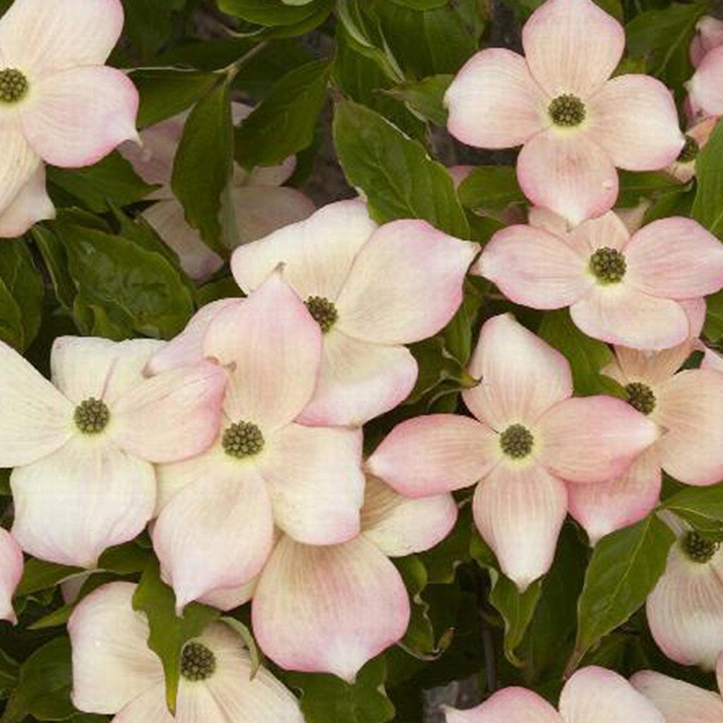 Stellar Pink® Hybrid Flowering Dogwood (Tree)