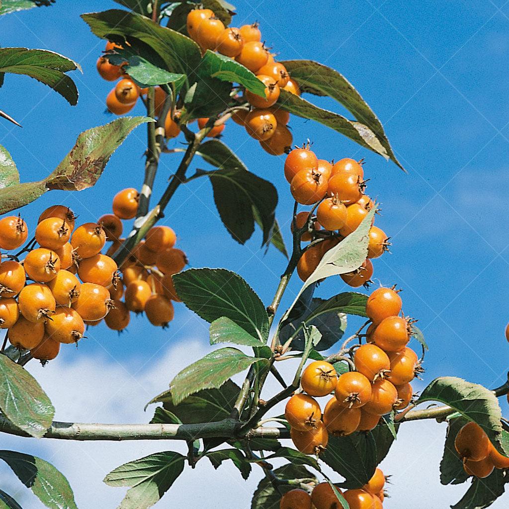 Cockspur Hawthorn