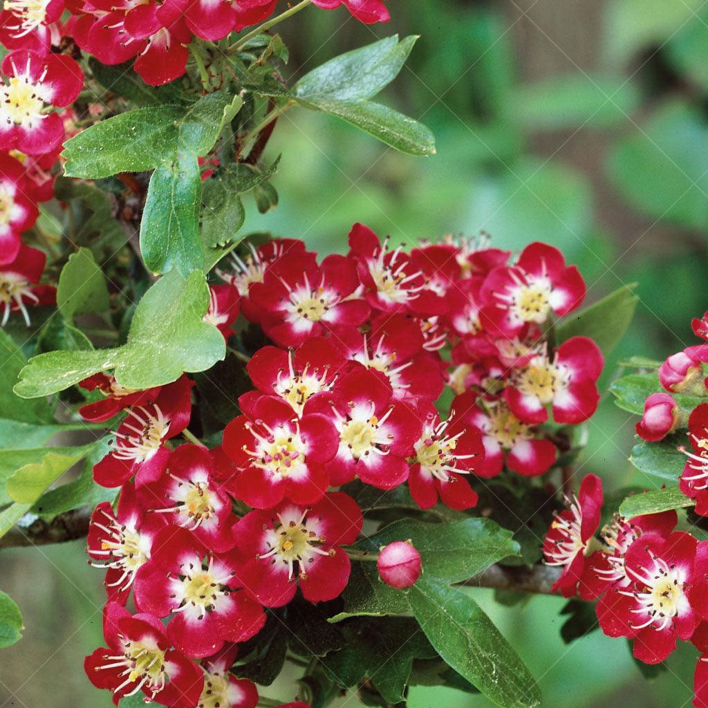 Crimson Cloud English Hawthorn