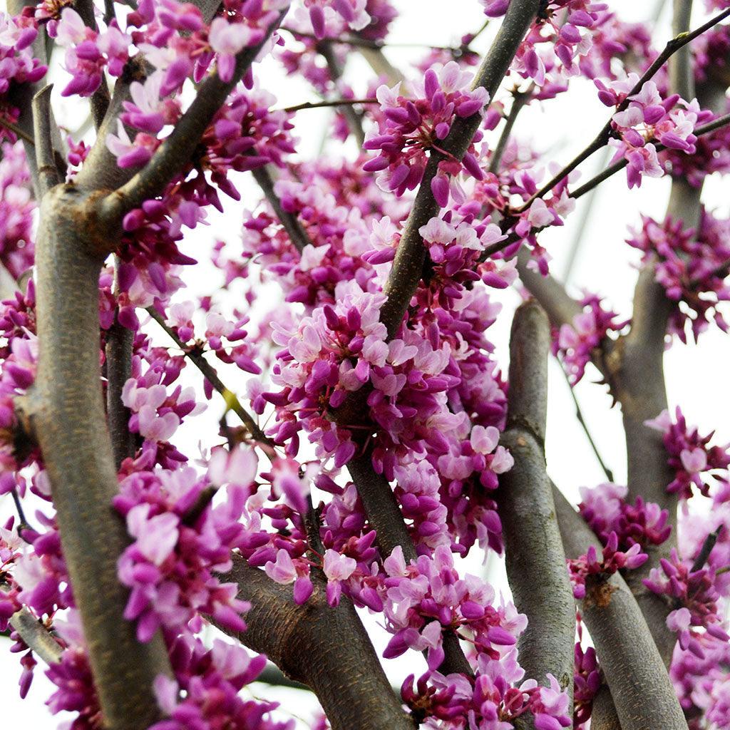 Embrace the enchanting beauty of the Eastern Redbud (Cercis canadensis), a captivating native tree cherished for its graceful form and breathtaking floral display early to late spring. This specimen plant grows heart-shaped blue-green leaves that transform into a stunning golden-yellow come Fall.