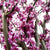 Eastern Redbud  #15 Container