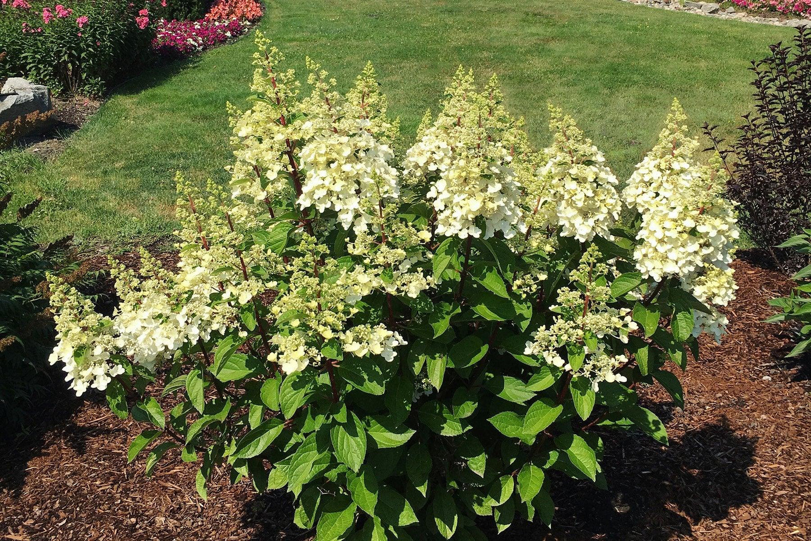 Candelabra™ Hydrangea