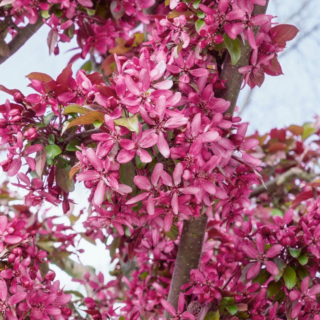 Purple Spire® Columnar Crabapple