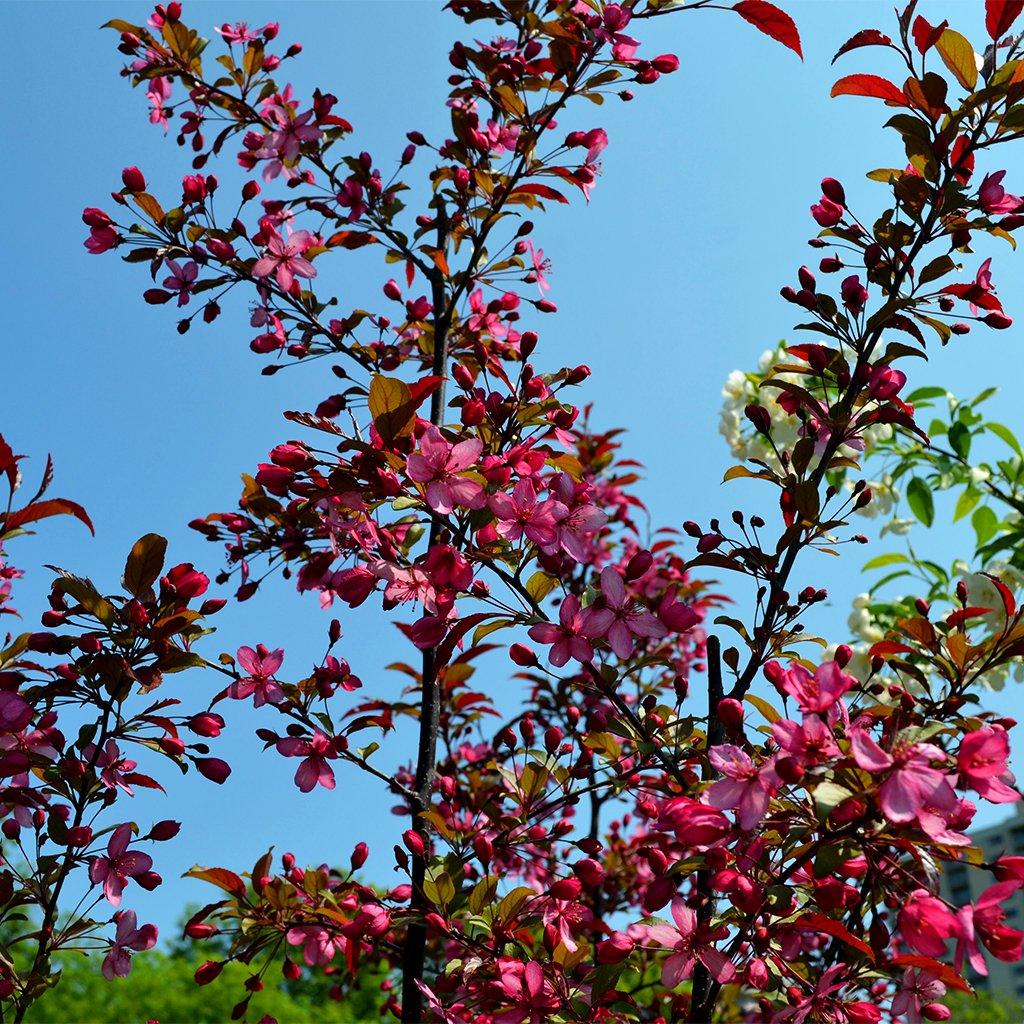 Royal Raindrops® Crabapple  # 7 Container