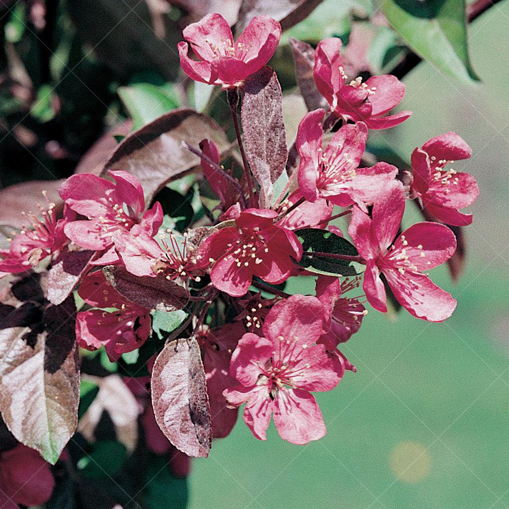 Thunderchild Crabapple