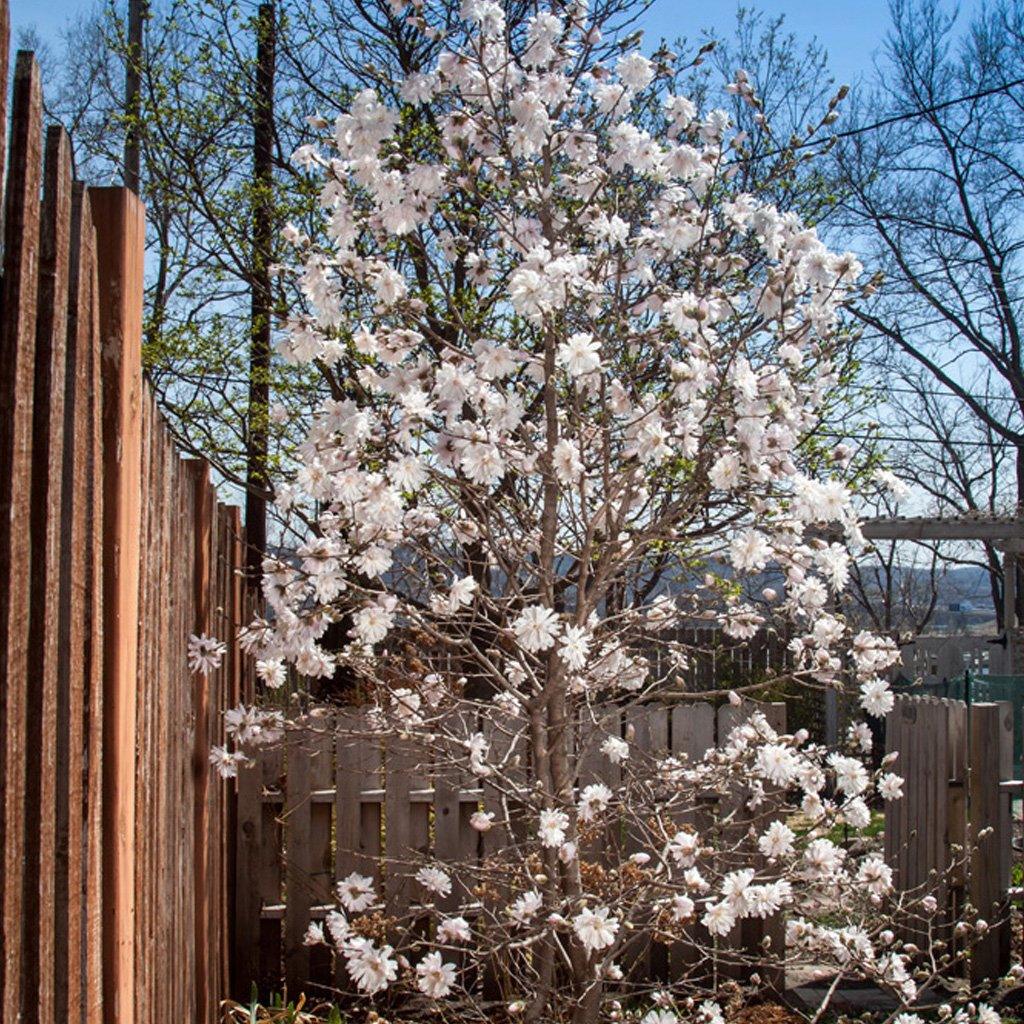 Centennial Blush Star Magnolia First Edition®